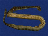 藏品(闊帶青斑海蛇)的圖片